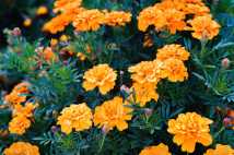 The Science Behind Drought-Resistant Flowers That Maintain Their Brightness