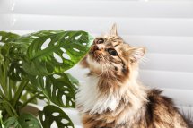 Discover Pet-Friendly Indoor Plants That Enhance Your Home’s Ambiance