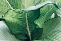 How the Popularity of Alocasia is Changing Indoor Gardening Trends