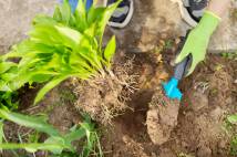 What Causes Root Rot and How You Can Fix It Fast