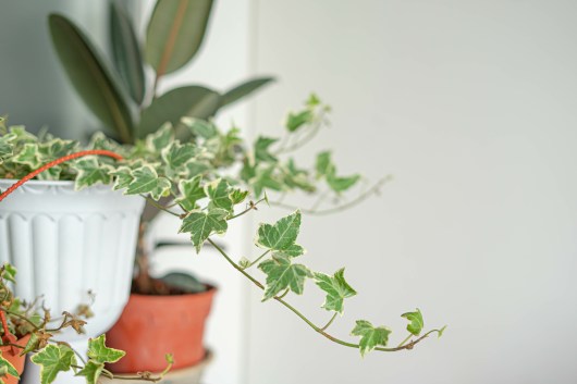 How to Bring Your Wilting Plant Back to Life: A Detailed Approach