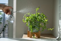 Is Misting Your Plants Really Helpful? What Science Says