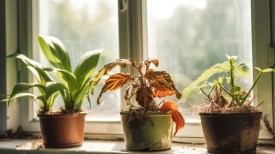 Effective Methods to Quarantine a Sick Plant Indoors and Prevent Spread